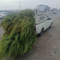 باربرینیسان/مبلمان*آریسان*پیکان وانت/ کارگرجابجایی|خدمات حمل و نقل|رشت, شهرک آیت الله منتظری|دیوار