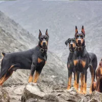 سگهای تیپ اروپایی (Doberman)|سگ|تهران,  امام زاده قاسم (نیاوران)|دیوار