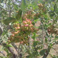 سم پاشی باتانکر۱۵۰۰لیتری باکارگر پذیرفته میشود