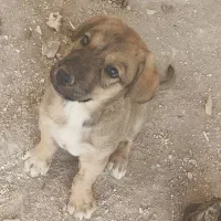 سگ گمشده