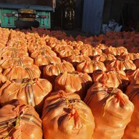 بذر سیب زمینی|خدمات باغبانی و درختکاری|شیراز, محراب|دیوار