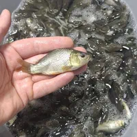 در ِستخر خود مآهی پرورش دهید (کَپُور قزل)|ماهی|اصفهان, ملاصدرا|دیوار