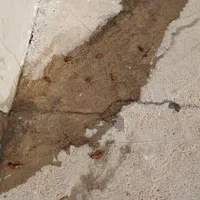 سم پاشی سمپاشی سوسک ریز ساس کنه موریانه ریشمیز