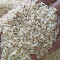 پخش برنج کامفیروزی