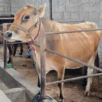 گاو سرابی جوان هشت ماه شکمدار(تلقیح براون سوئیس)