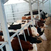 بزگترینمرکز فروش گوساله سمینتال اصیل|حیوانات مزرعه|مرودشت, |دیوار