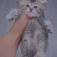 مجموعه گربه های مهربون ( بریتیش پرشین اسکاتیش)|گربه|اهواز, کیانپارس |دیوار