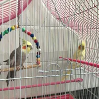 عروس هلندی|پرنده|سلماس, |دیوار