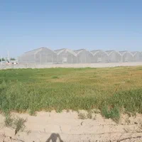 زمین کشاورزی با مجوز آماده برای ساخت گلخانه|فروش زمین و ملک کلنگی|شریفآباد, |دیوار