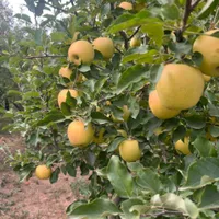 باغچه ۵۰۰ متر دماوند،آبسرد،جابان بزرگ