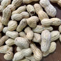 بادام زمینی تخمه شمشیری مناسب وانتی و دست فروش|خوردنی و آشامیدنی|تهران, یاخجی آباد|دیوار
