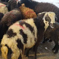 گوسفند زنده گوشتی جهت قربانی به نقاط پرند باسلاخ|حیوانات مزرعه|پرند, |دیوار