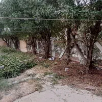 خدمات باغبانی|خدمات باغبانی و درختکاری|بندر ماهشهر, |دیوار