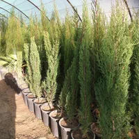 نهال درخت گل وگیاه میوه باربده بشکه ای چنار گلدانی|خدمات باغبانی و درختکاری|تهران, باغ خزانه|دیوار