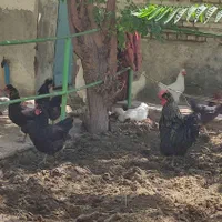 مرغ و خروس خانگی|حیوانات مزرعه|مشهد, عیدگاه|دیوار