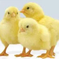 جوجه اردک پکنی گوشتی