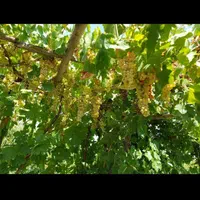 باغچه ۱۰۰۰ متری ترشنبه