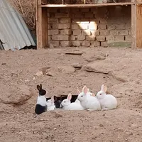 بچه خرگوش های گوگولی