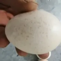 تخم نطفه دار بوقلمون برنز