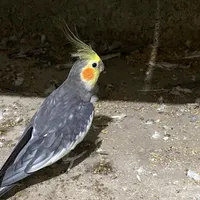 عروس هلندی نر|پرنده|قائم‌شهر, |دیوار