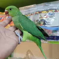 فروش جوجه طوطی ملنگو سرلاکی شاداب و سالم