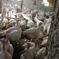 لهمن+نیمچه
