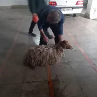 قربانی کردن گوسفند و بز و گاو در مکان شما