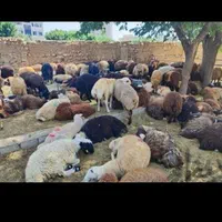 کم چربی کم دنبه گوسفند نر وماده زنده|حیوانات مزرعه|تهران, فلسطین (میدان انقلاب)|دیوار