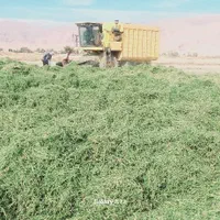 یونجه جو سبوس سویا خوراک دام شیری و پرواری|عمدهفروشی|شیراز, کوشک میدان|دیوار