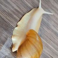 حلزون نیمه بالغ تخم گزار
