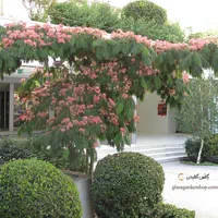 نهال آلبیزیا|گل و گیاه طبیعی|اصفهان, ارداجی|دیوار