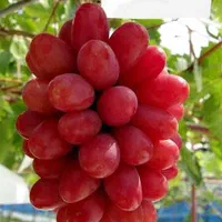 نهال انگور موندراپ و انگور های خارجی|گل و گیاه طبیعی|شیراز, محمدیه|دیوار