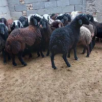 گوسفند زنده ۳۰کیلو به بالا برای همشهریان  کرجی|حیوانات مزرعه|کرج, گلشهر|دیوار