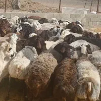فروش بره درجه ۱ قزل افشار ،ترکی و بختیاری|حیوانات مزرعه|اصفهان, شهرک کاوه|دیوار