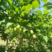 فروش زمین ۵۱۰ متری محدود پل زمانخان|فروش زمین و ملک کلنگی|خمینیشهر, |دیوار