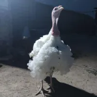 بوقلمون گوشتی