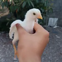 جوجه لاری|پرنده|رشت, آزادگان|دیوار