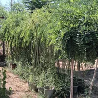 افرا بیدمجنون اقاقیا چنار سرو کاج نهال درخت گل ناز|خدمات باغبانی و درختکاری|تهران, باغ خزانه|دیوار