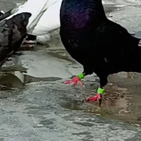 گمشده