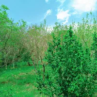 باغ روستای کهندان بهشت قم|فروش زمین و ملک کلنگی|قم, هفت تیر|دیوار