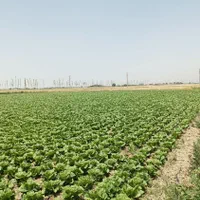 فروش ۲۵۰۰ متری|فروش دفتر صنعتی، کشاورزی، تجاری|هشتگرد, |دیوار