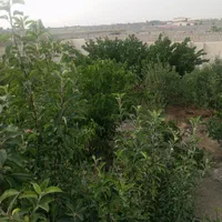 اجاره کوتاه مدت باغ ویلا|اجارهٔ کوتاه‌مدت ویلا و باغ|مشهد, توس (بلوار توس)|دیوار