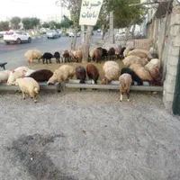 گوسفند زنده در کرج شهریار ملارد مارلیک