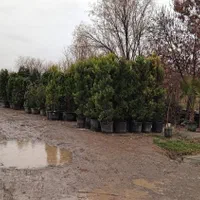 نهال درخت گل وگیاه حیاط باغچه ای فروشی گلدار دار|خدمات باغبانی و درختکاری|تهران, باغ خزانه|دیوار