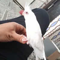 عروس هلندی گمشده