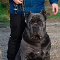 کن کورسو(کین کورسو)ایتالیانو