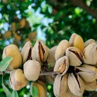 نهال های بادام گلدانی فرانسیس تونو آذر آماده کاشت|خدمات باغبانی و درختکاری|اصفهان, سروستان|دیوار