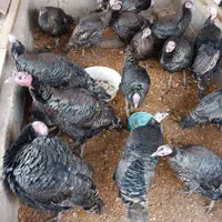 خرید و فروش انواع بوقلمون|حیوانات مزرعه|اصفهان, رهنان|دیوار