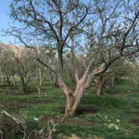 فروش زمین باغ ۳۳۰ متری جابان دماوند سندتک برگ|فروش زمین و ملک کلنگی|دماوند, |دیوار