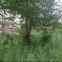 زمین ۱۳۵ متری با موقعیت عالی در بلوار لاکان|فروش زمین و ملک کلنگی|رشت, لاکان شهر|دیوار